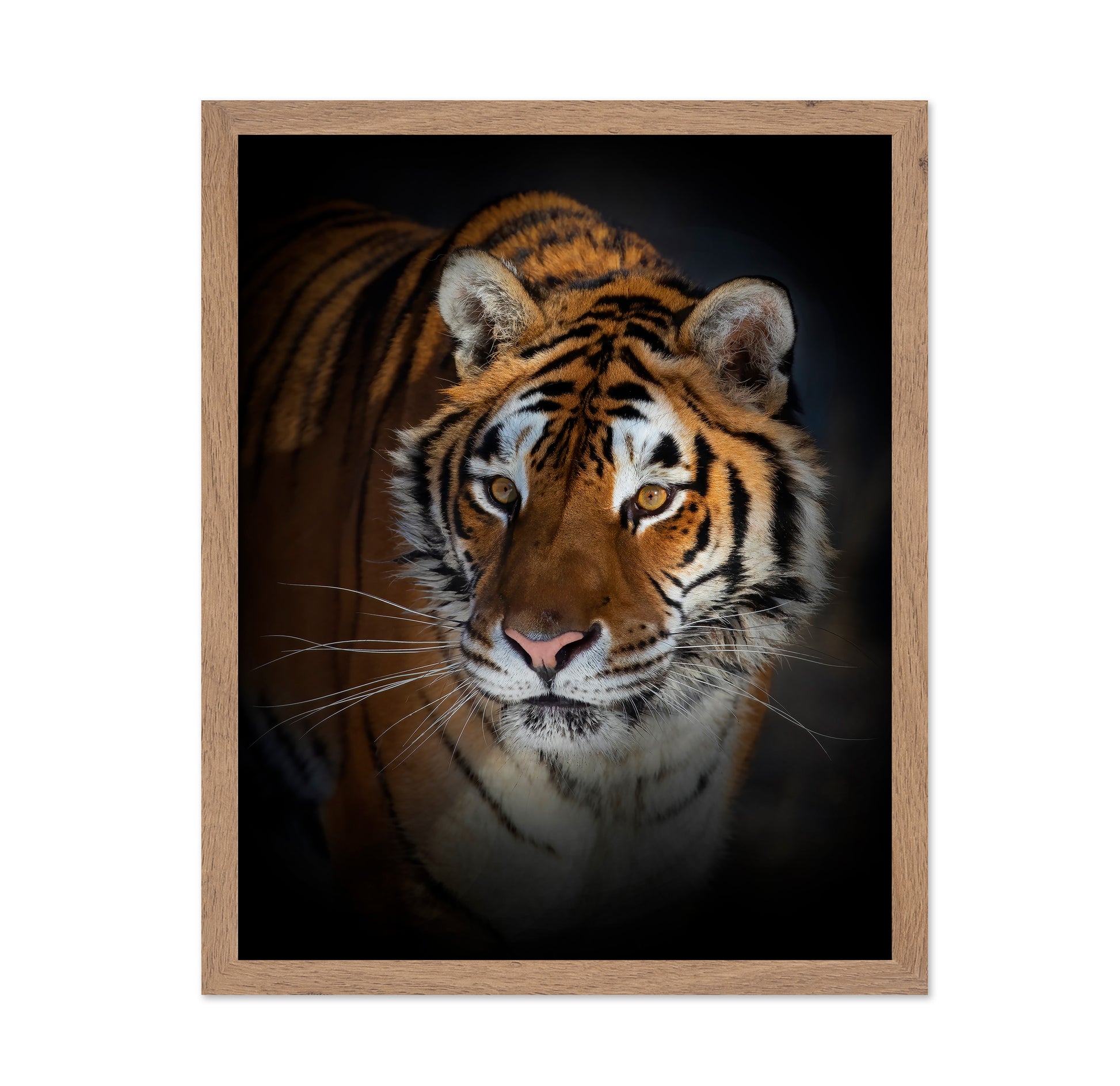 Portrait of a Siberian Tiger