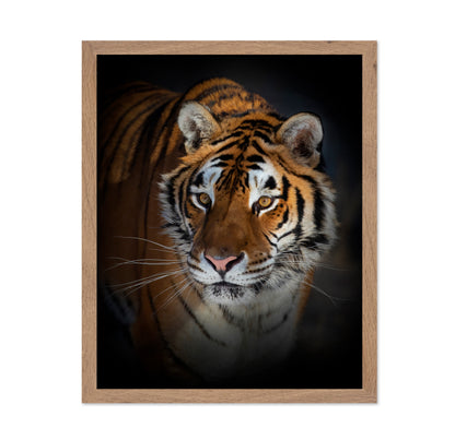 Portrait of a Siberian Tiger