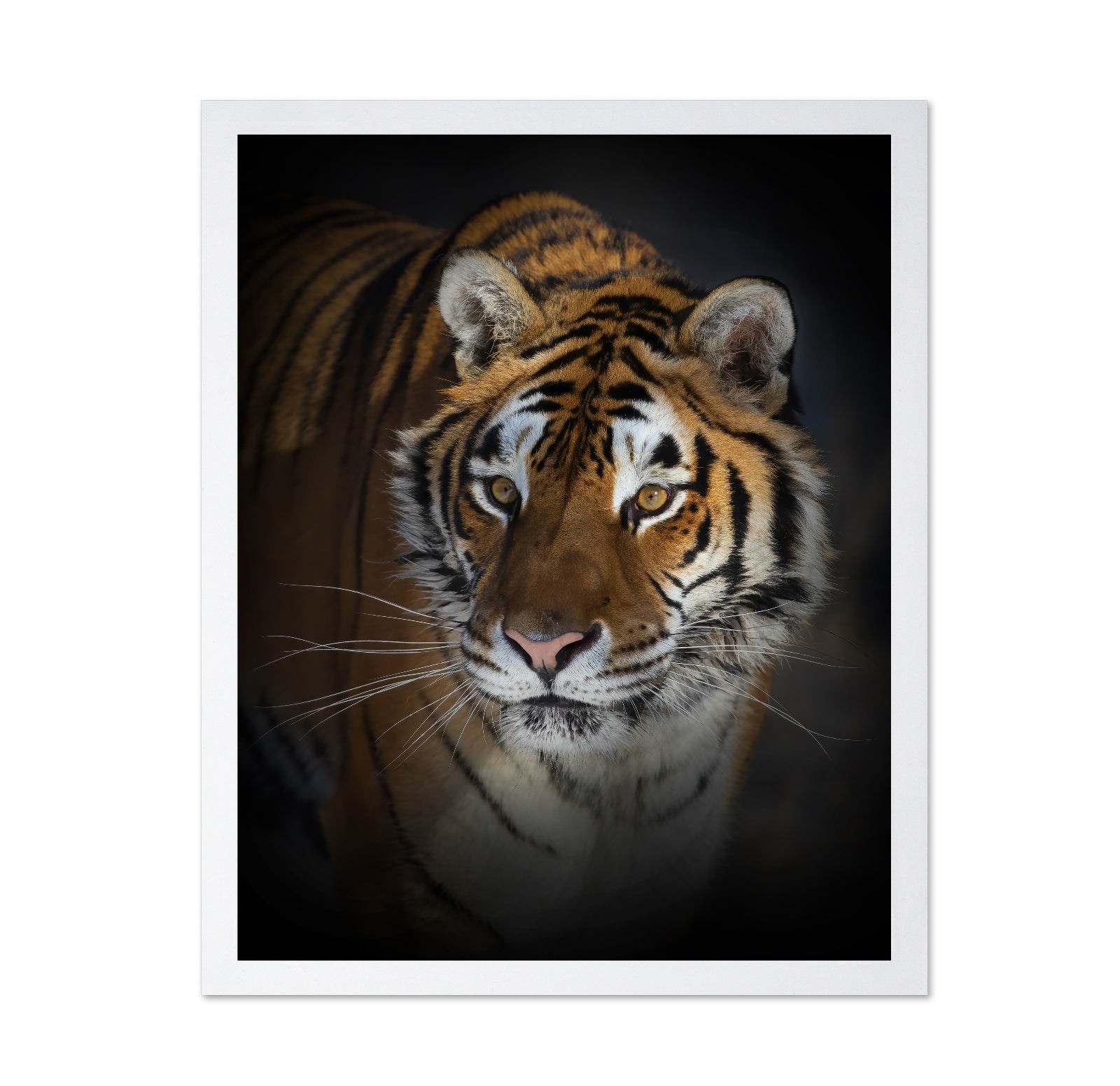 Portrait of a Siberian Tiger