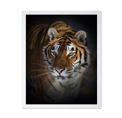 Portrait of a Siberian Tiger