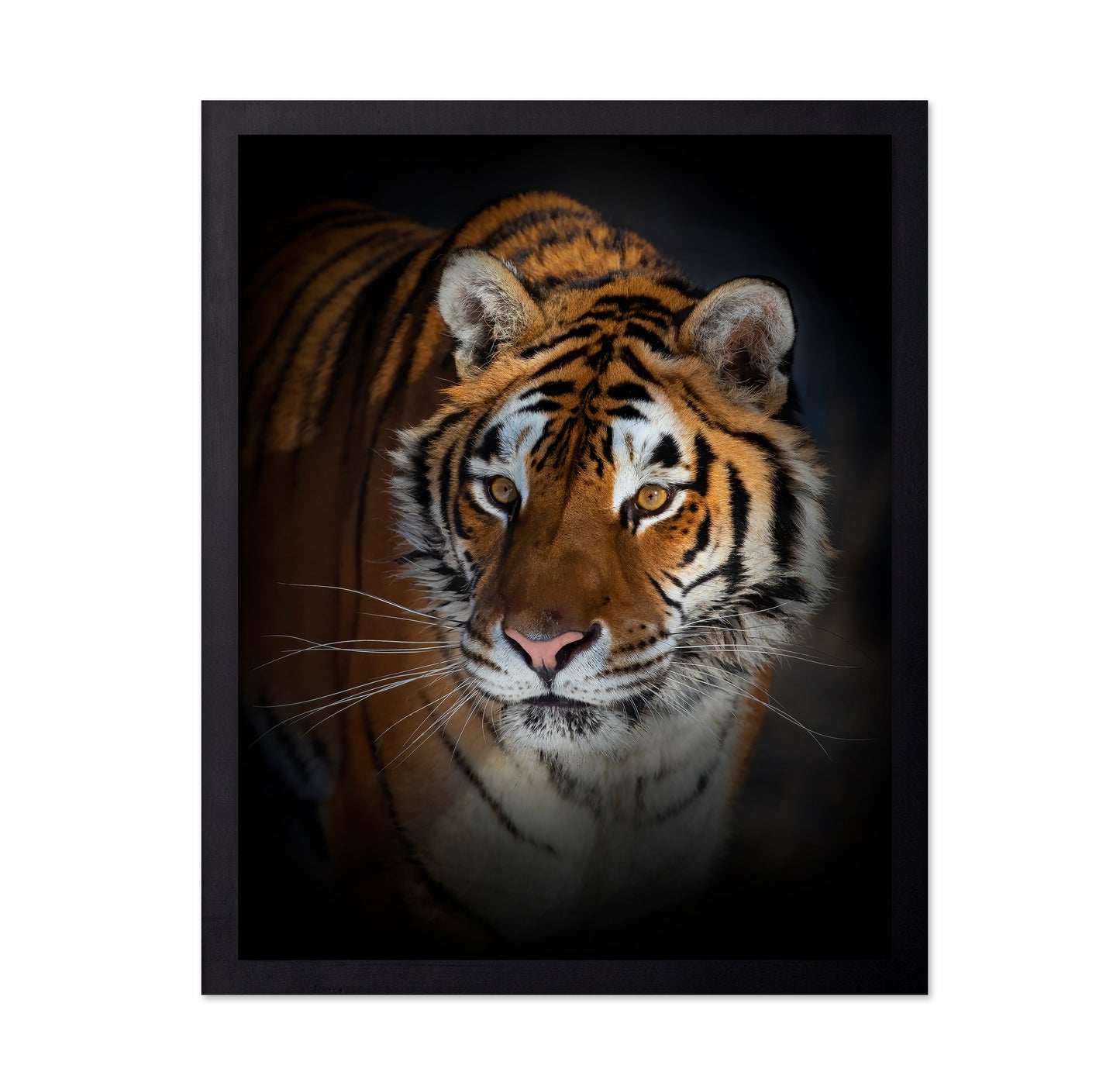 Portrait of a Siberian Tiger
