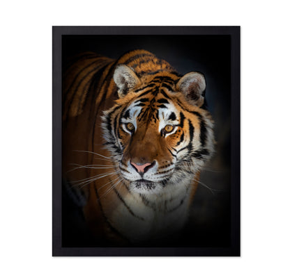 Portrait of a Siberian Tiger