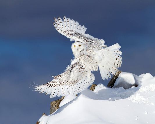 Snowy Owl in Flight No1