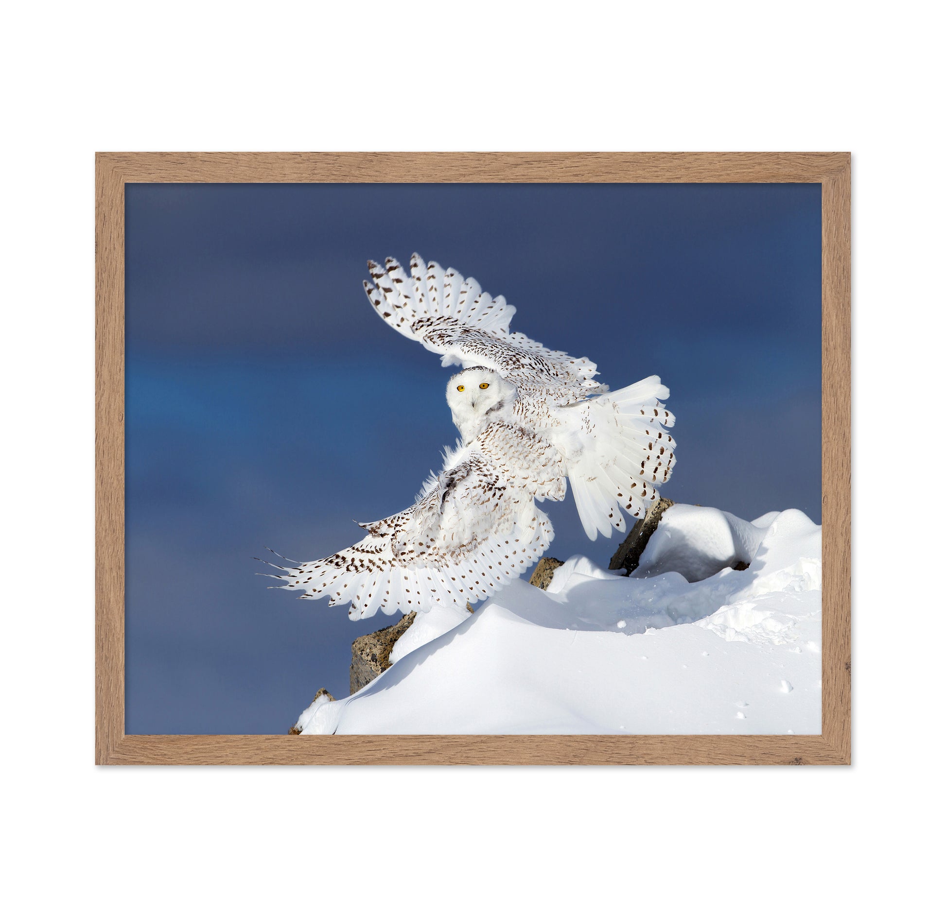 Snowy Owl in Flight No1