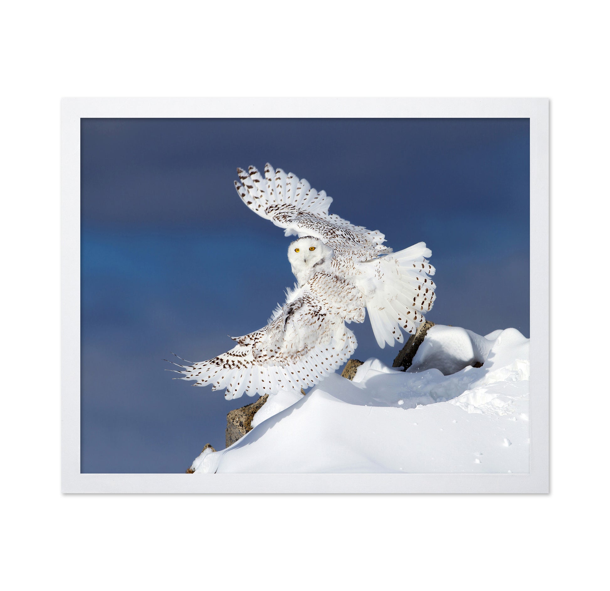 Snowy Owl in Flight No1