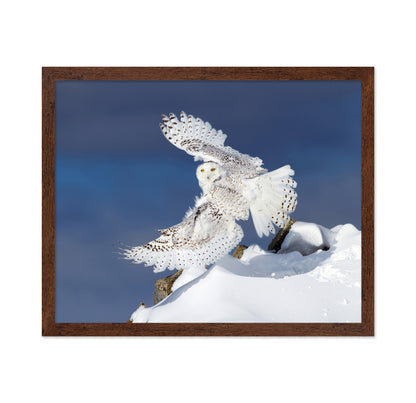 Snowy Owl in Flight No1