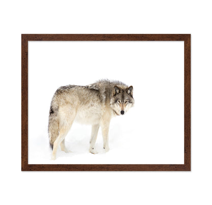 Timber Wolf Walking Through The Snow