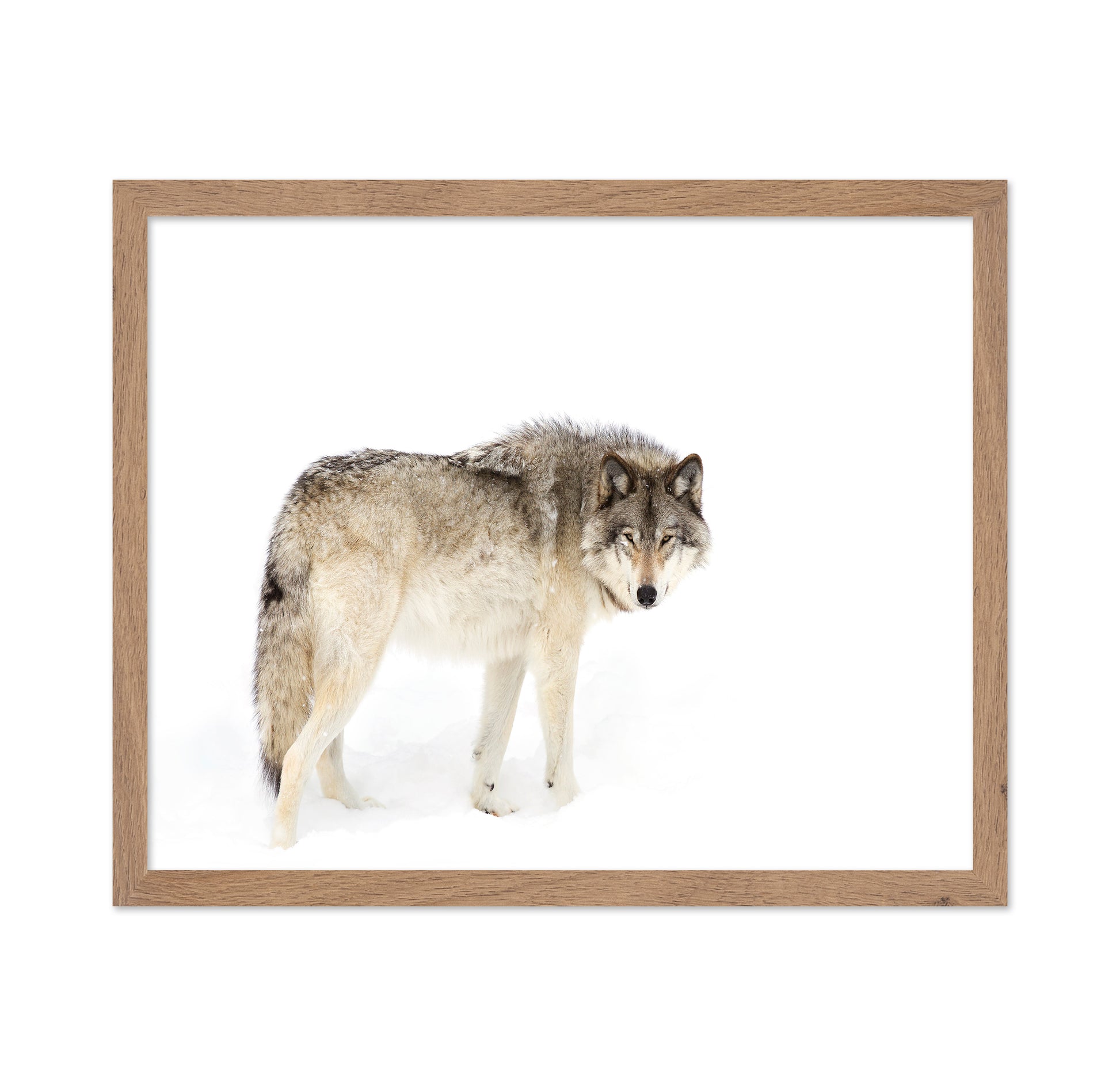 Timber Wolf Walking Through The Snow
