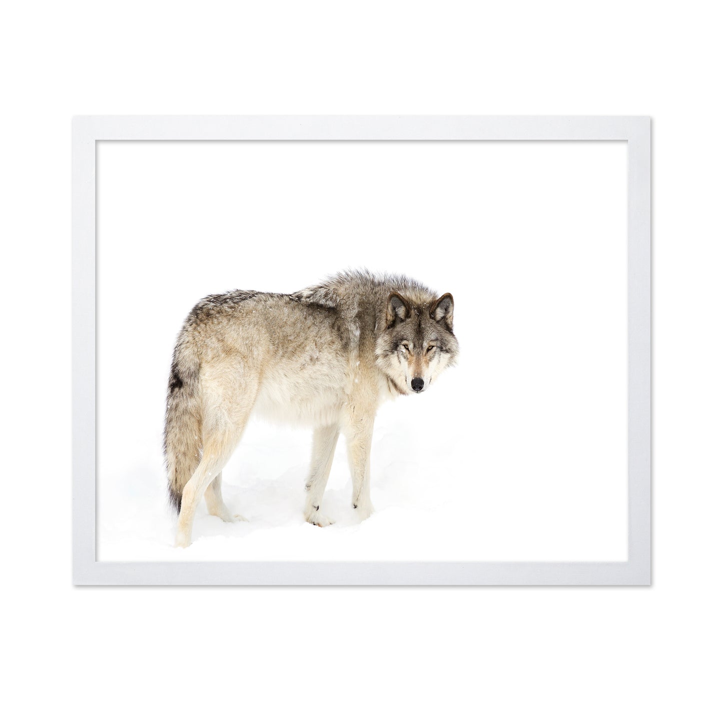 Timber Wolf Walking Through The Snow