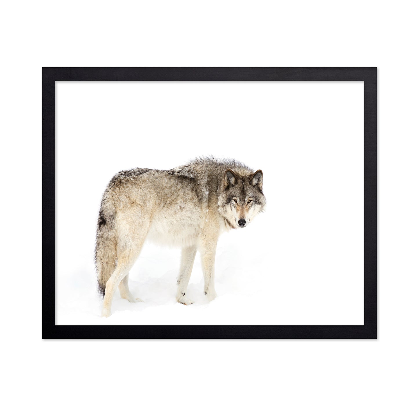 Timber Wolf Walking Through The Snow