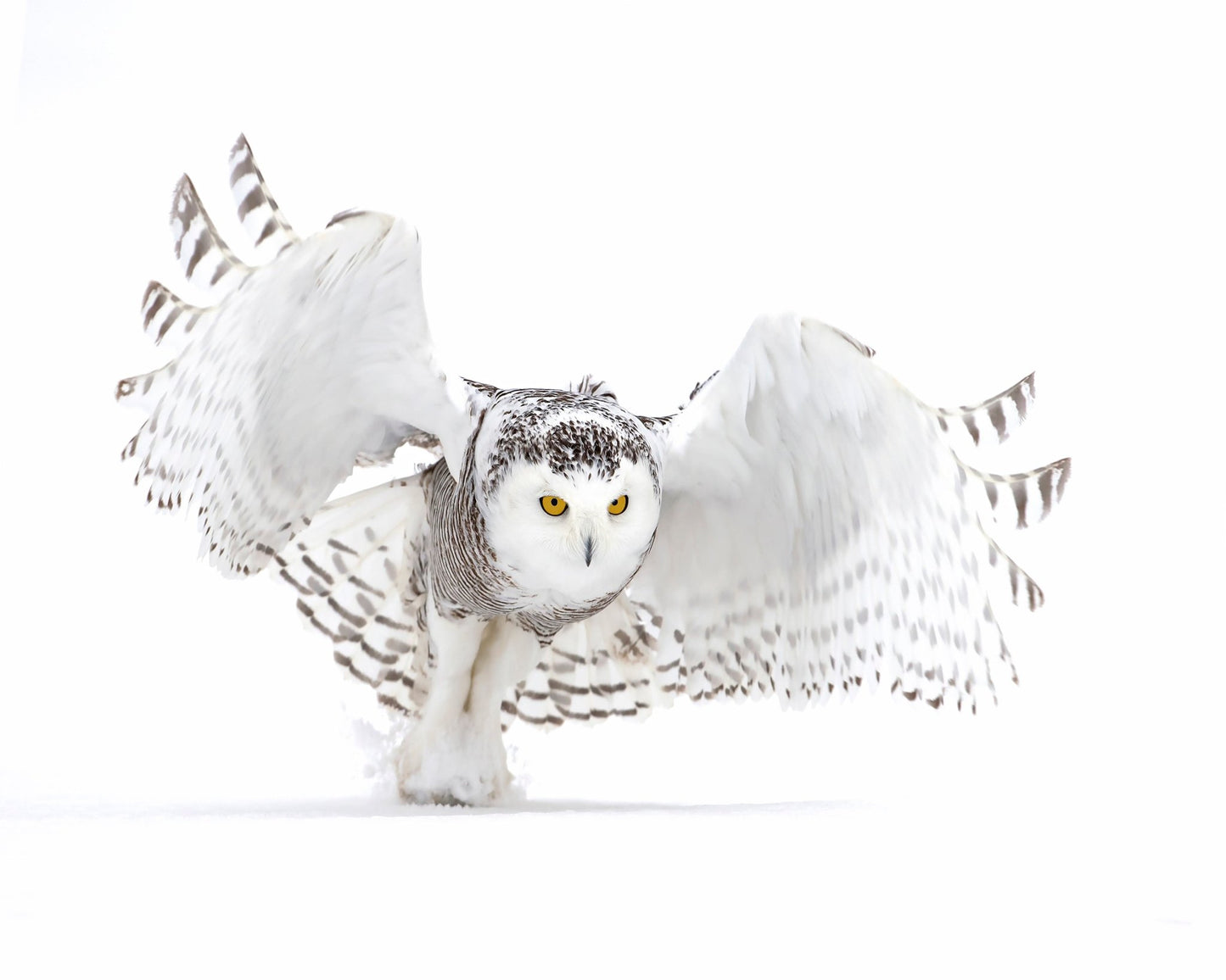 Snowy Owl Jazz Wings