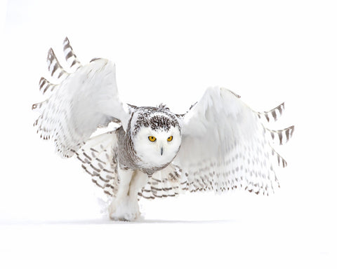 Snowy Owl Jazz Wings