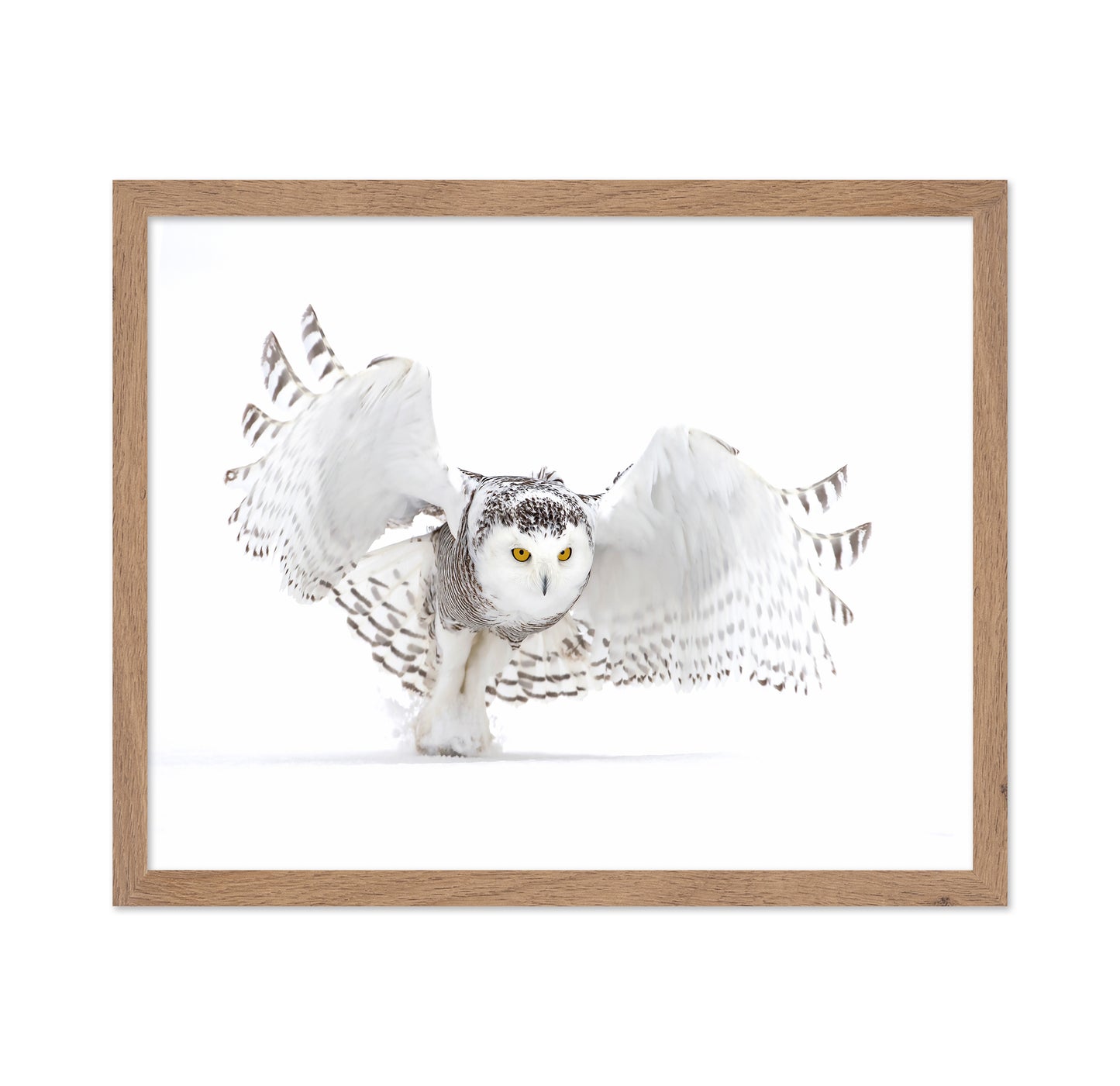 Snowy Owl Jazz Wings