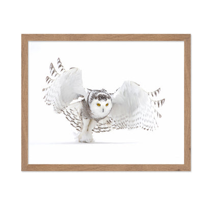 Snowy Owl Jazz Wings