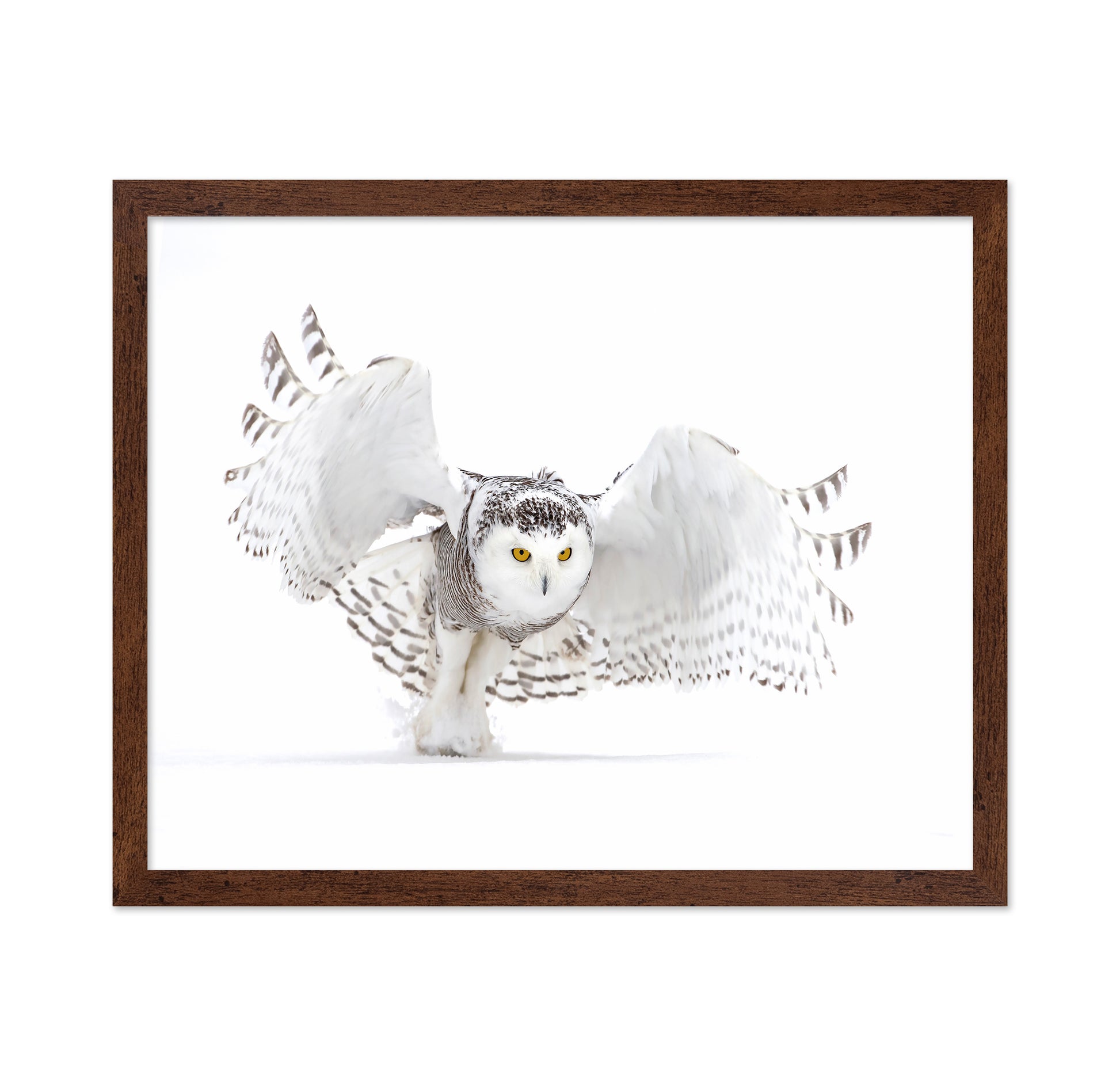 Snowy Owl Jazz Wings