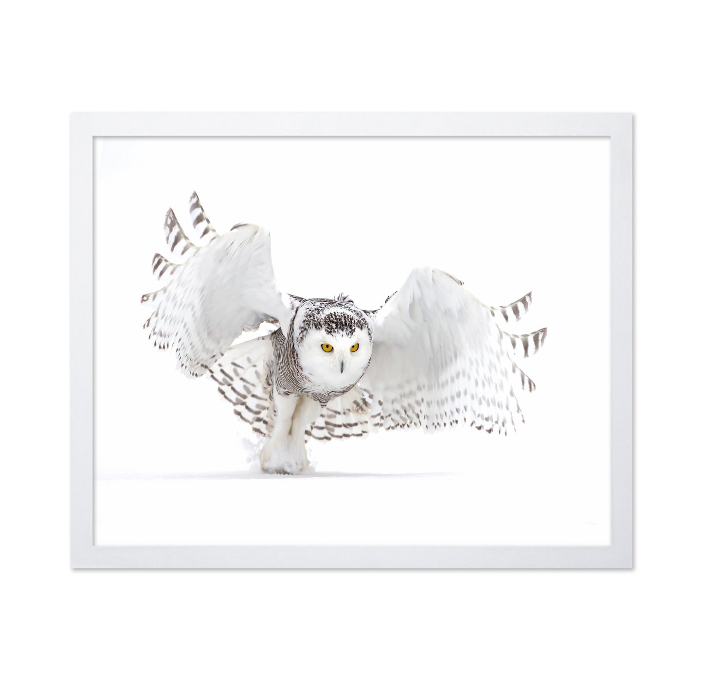 Snowy Owl Jazz Wings
