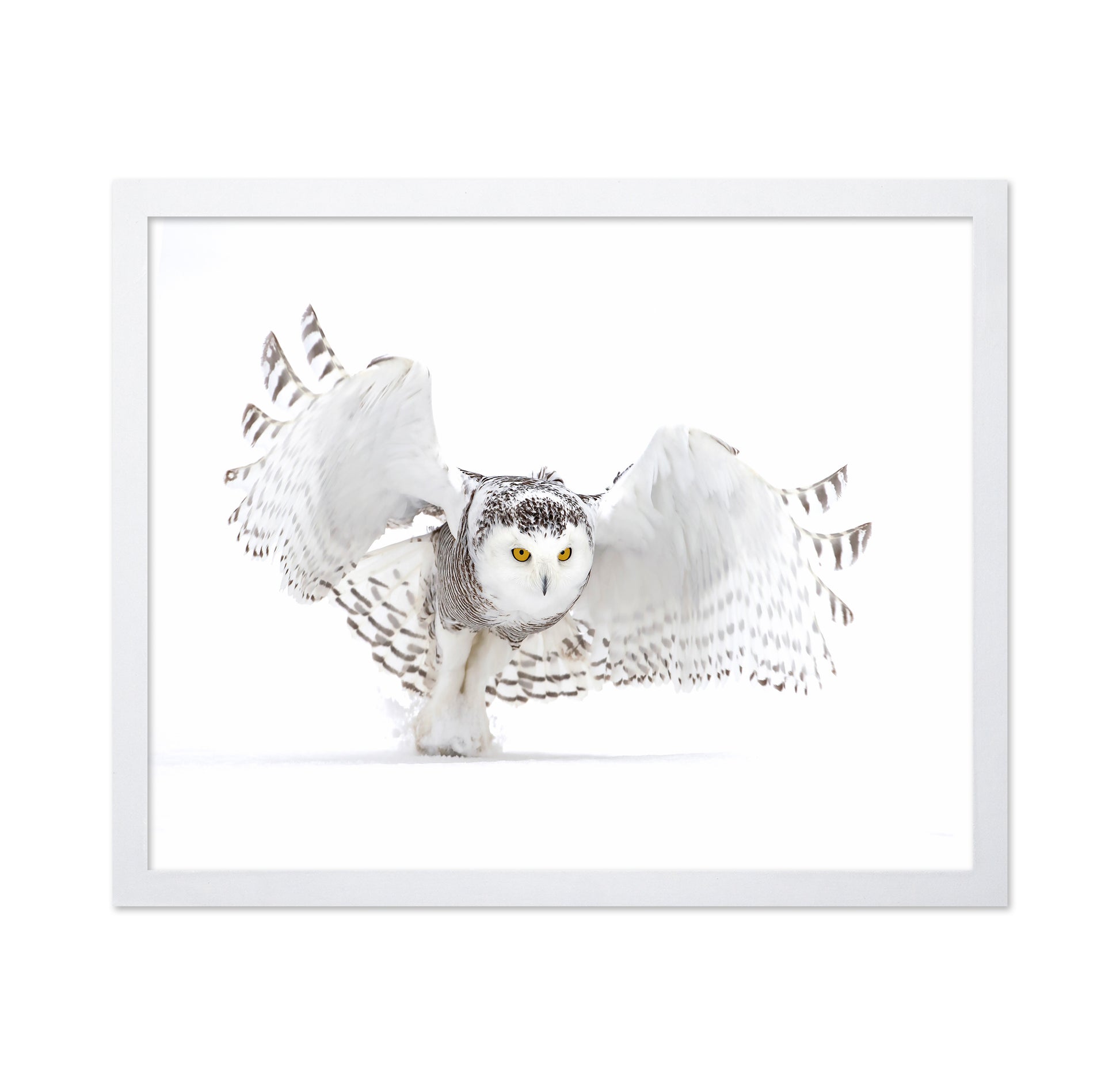 Snowy Owl Jazz Wings