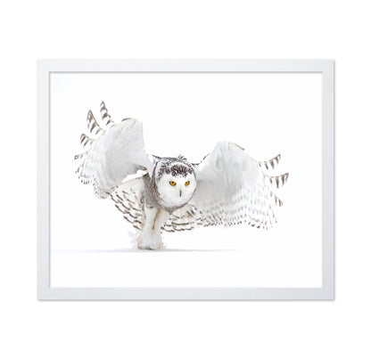 Snowy Owl Jazz Wings