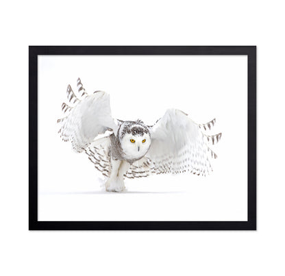 Snowy Owl Jazz Wings