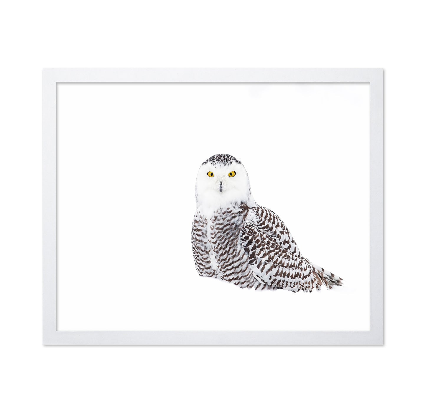Snowy Owl In Winter Snow