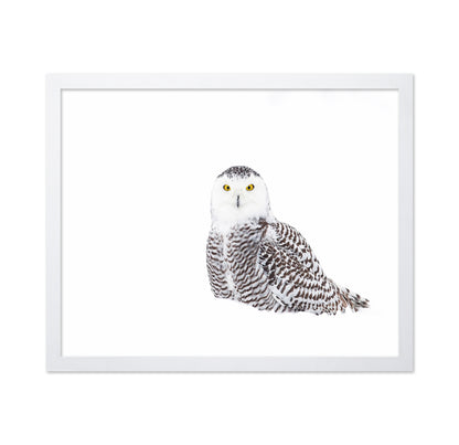 Snowy Owl In Winter Snow