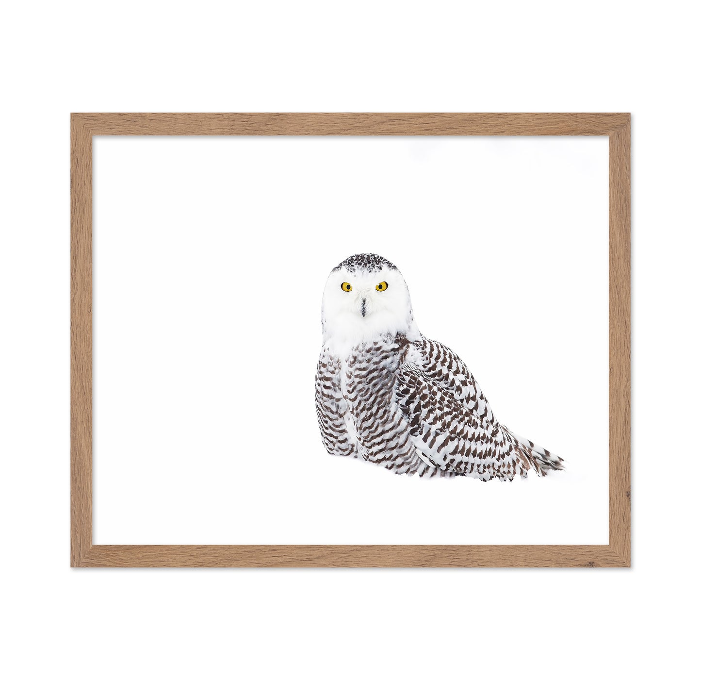 Snowy Owl In Winter Snow