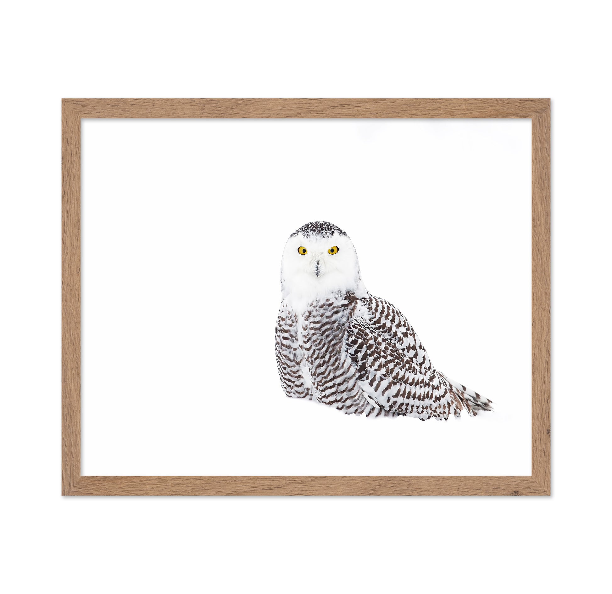 Snowy Owl In Winter Snow