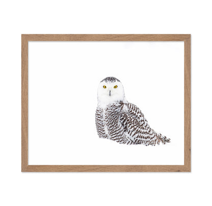 Snowy Owl In Winter Snow