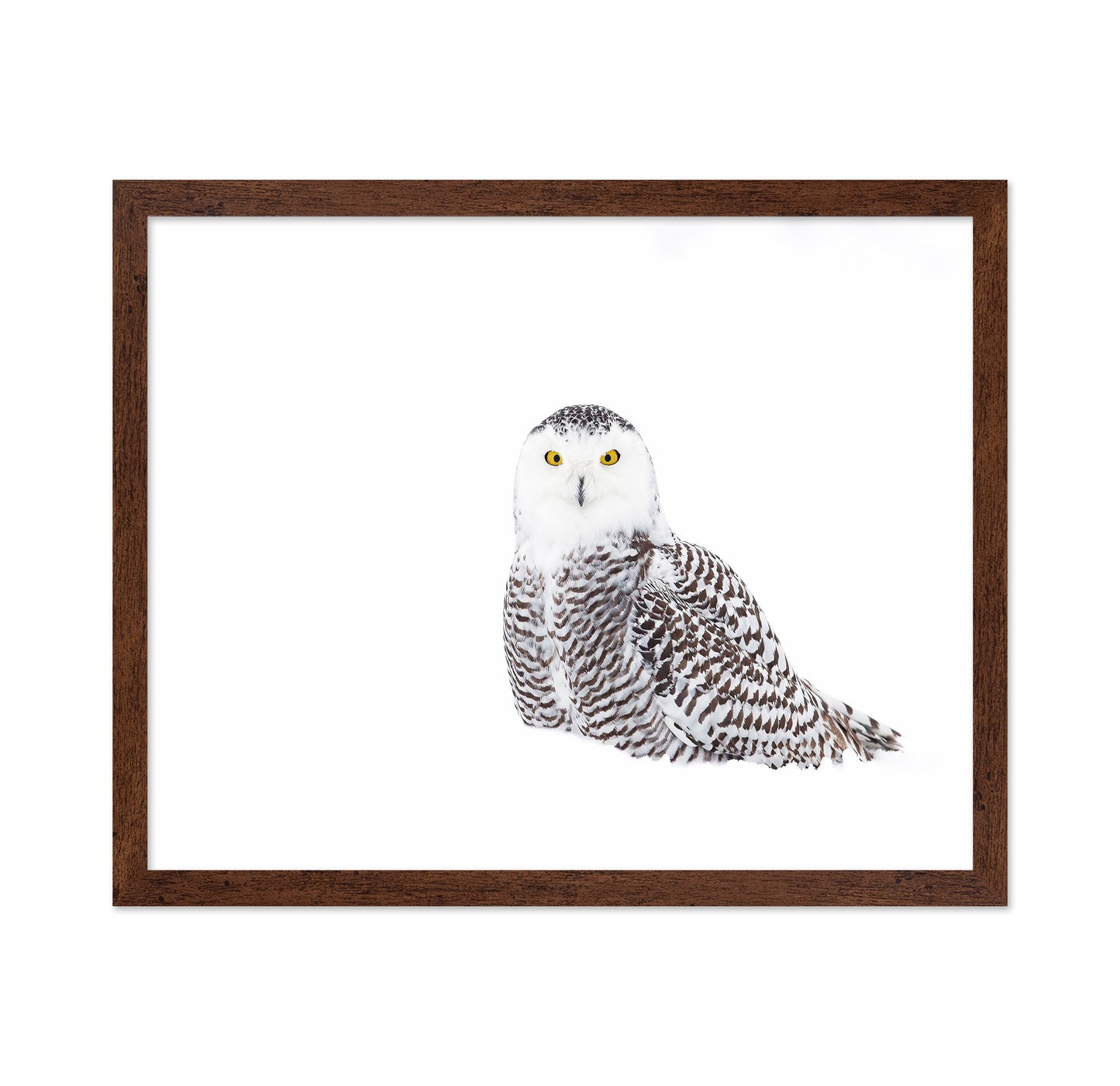 Snowy Owl In Winter Snow