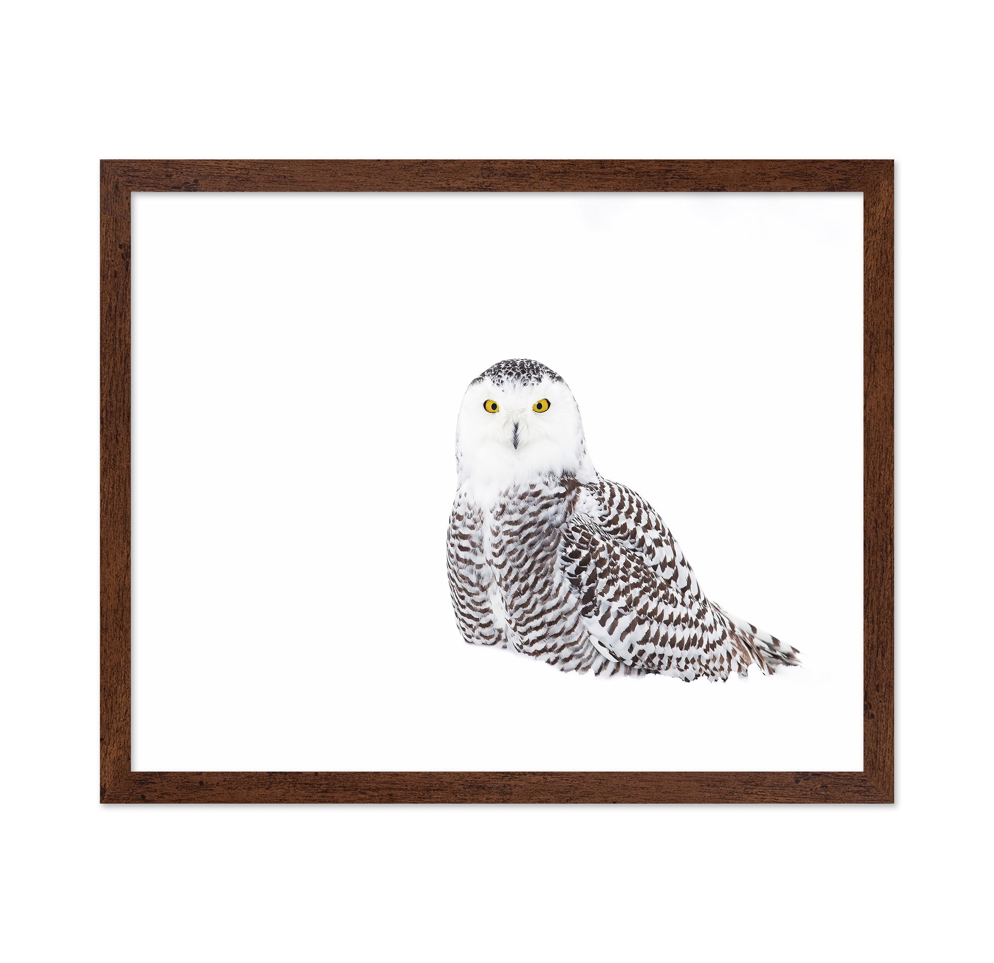 Snowy Owl In Winter Snow