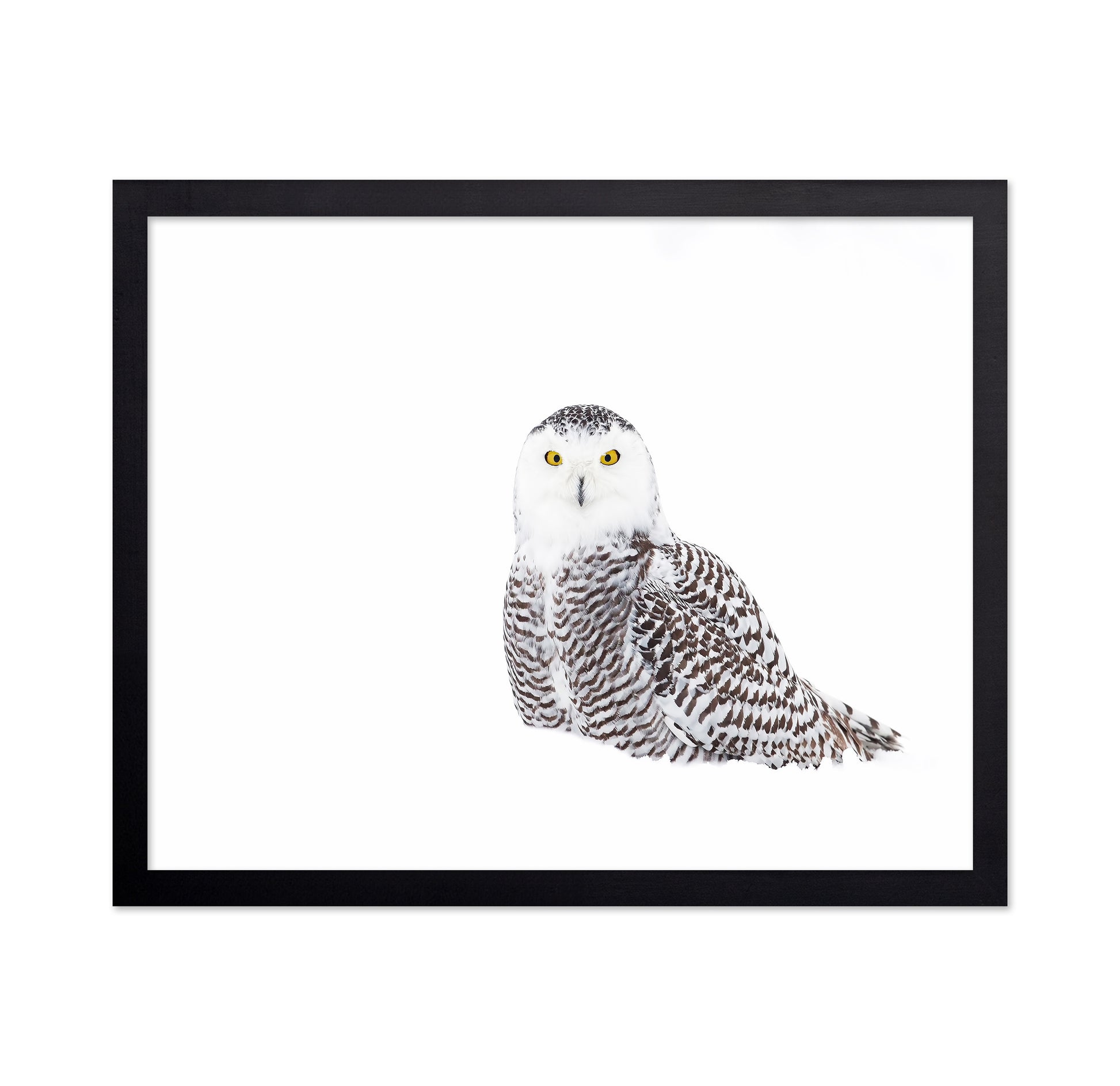Snowy Owl In Winter Snow