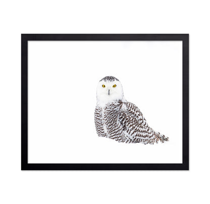 Snowy Owl In Winter Snow