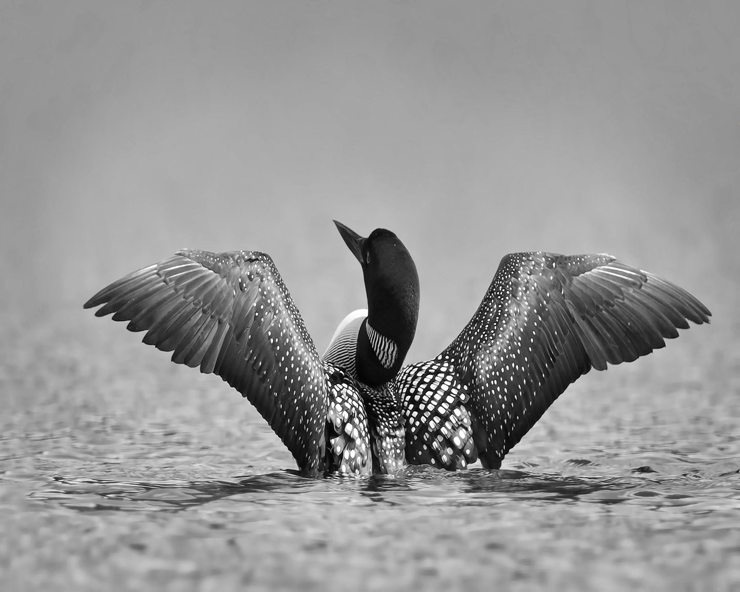 Common Loon in Black and White