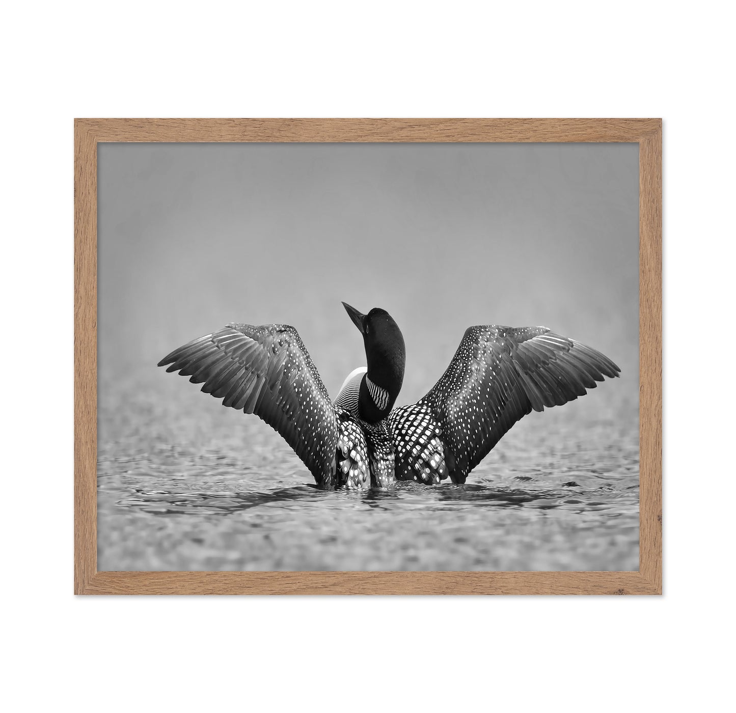 Common Loon in Black and White