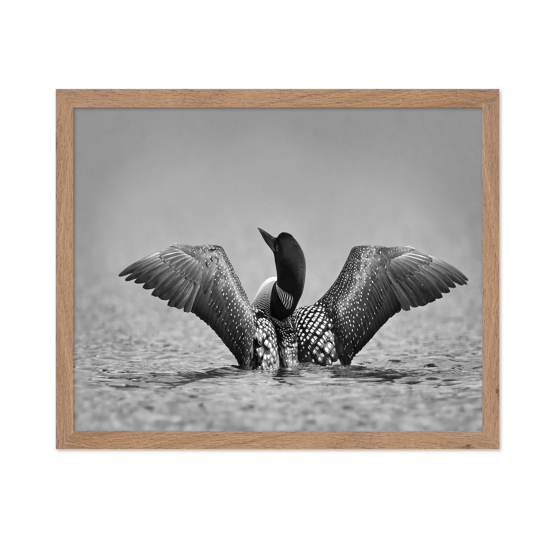 Common Loon in Black and White