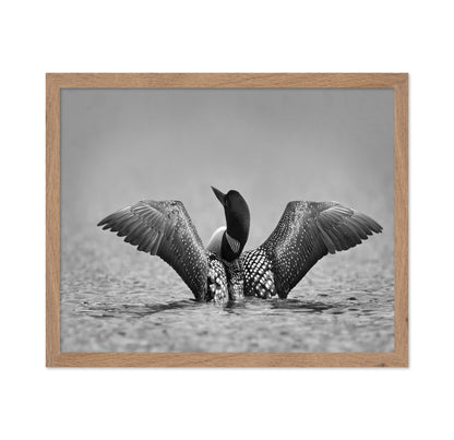 Common Loon in Black and White