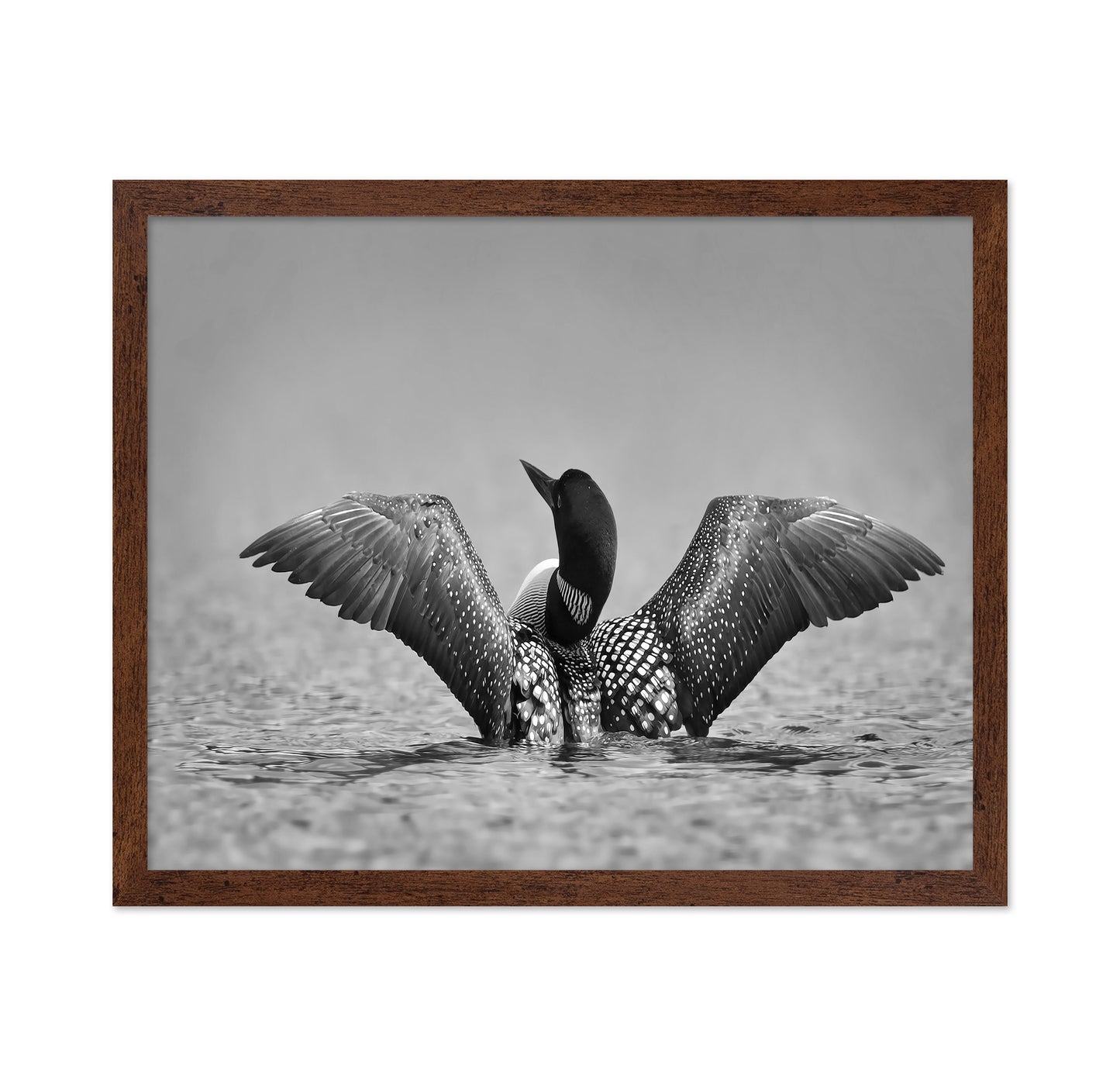 Common Loon in Black and White