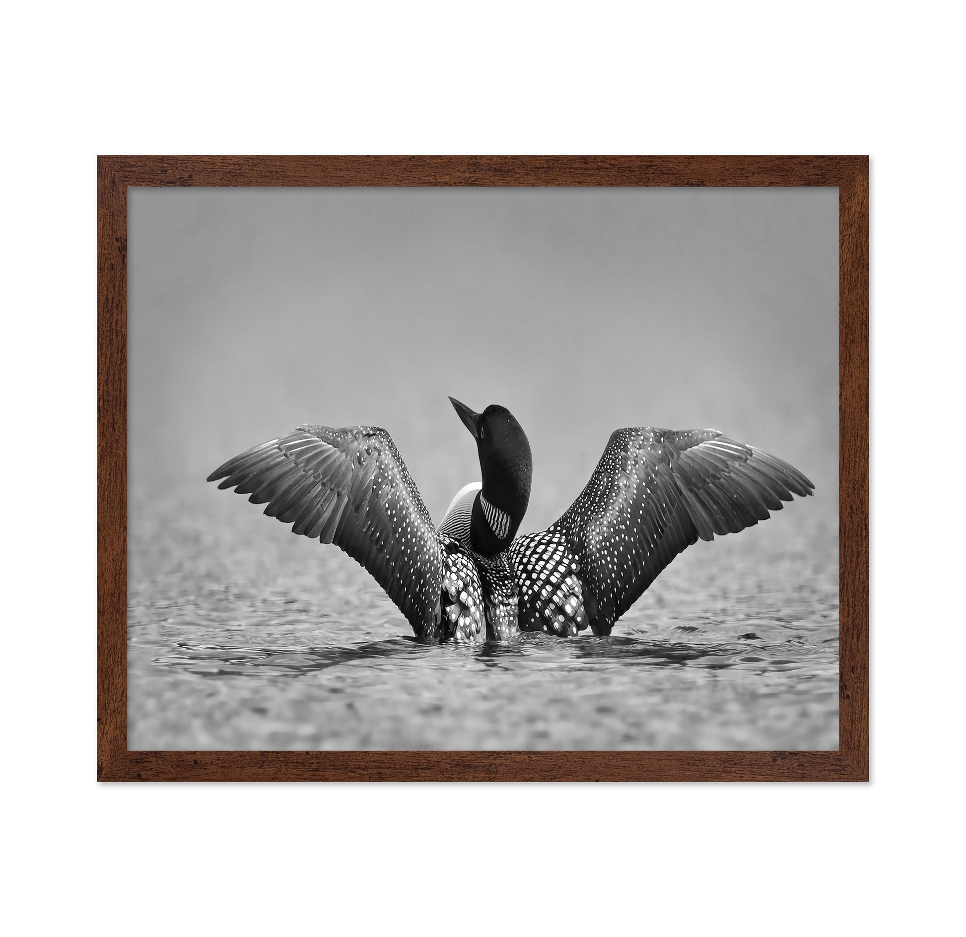 Common Loon in Black and White