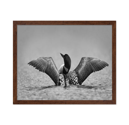 Common Loon in Black and White