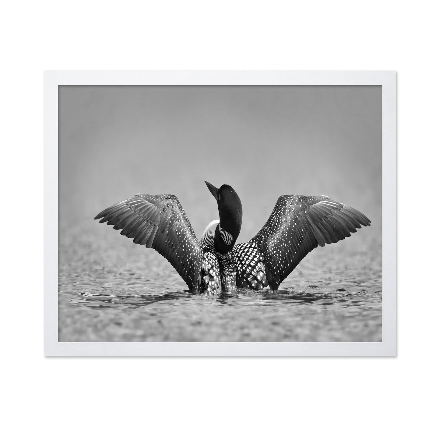 Common Loon in Black and White