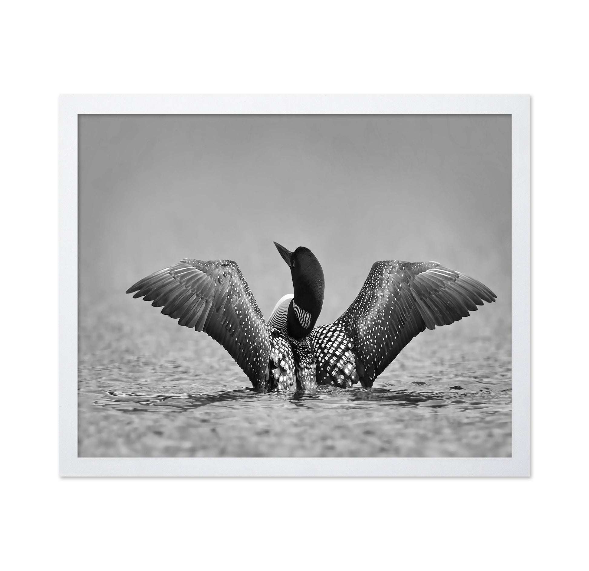 Common Loon in Black and White
