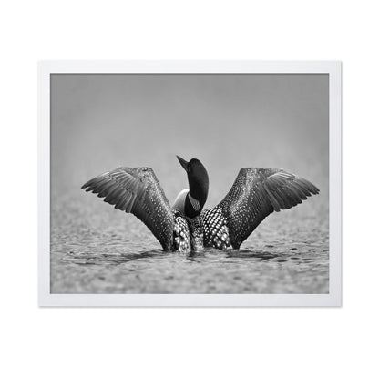 Common Loon in Black and White