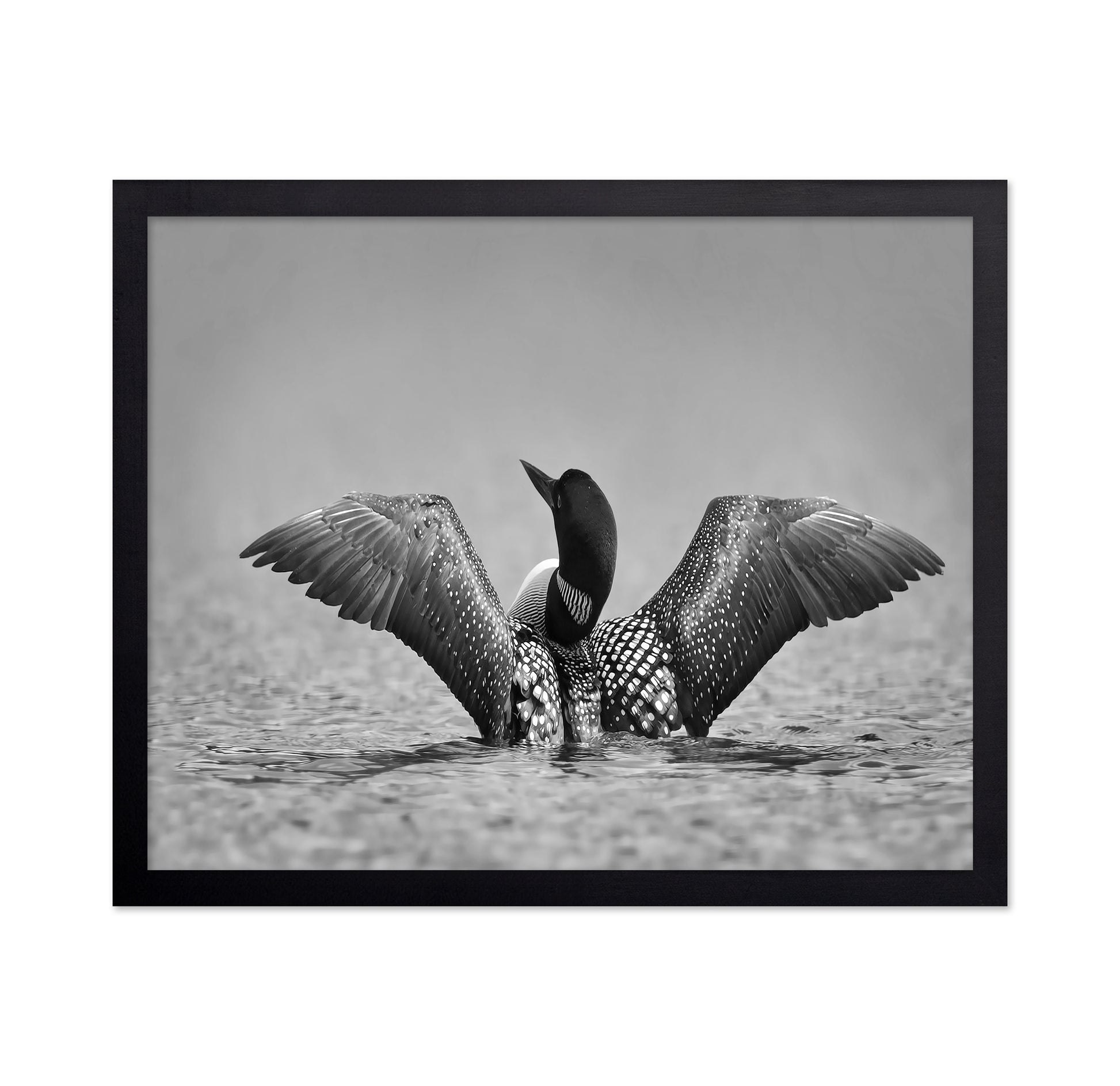 Common Loon in Black and White