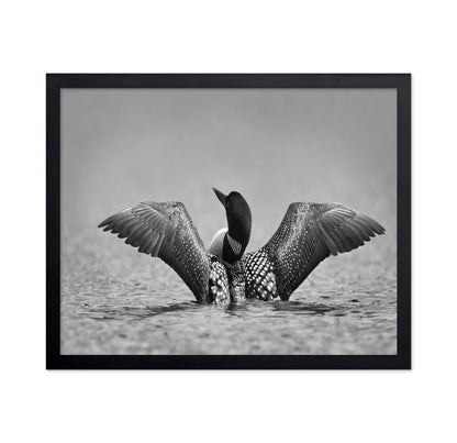 Common Loon in Black and White