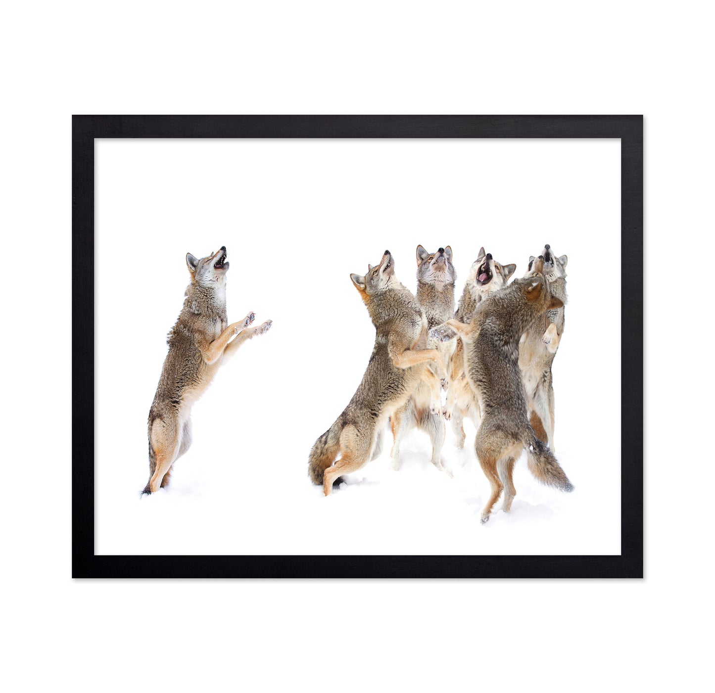 The Choir - Coyotes