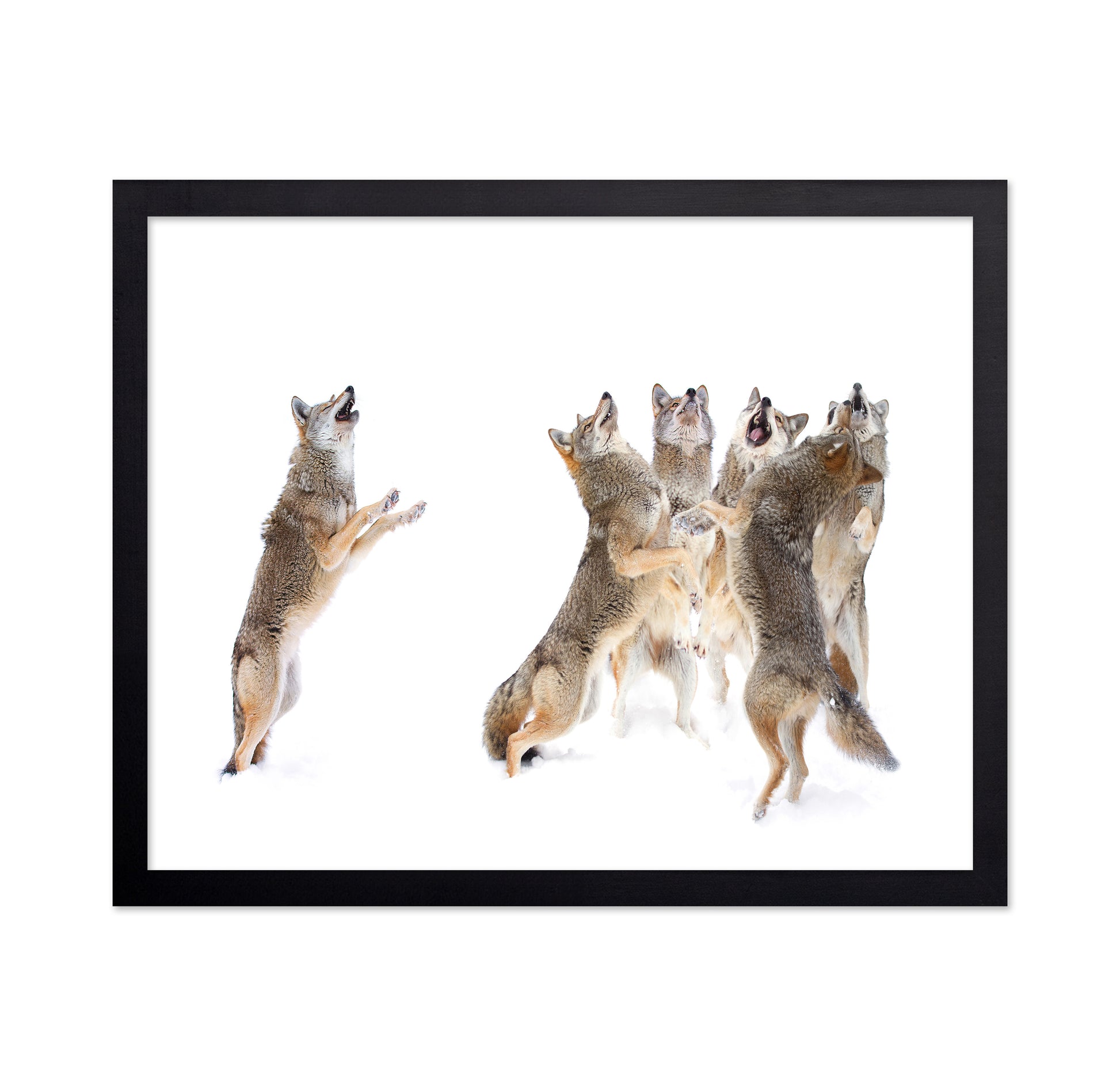 The Choir - Coyotes