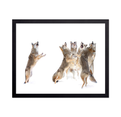 The Choir - Coyotes