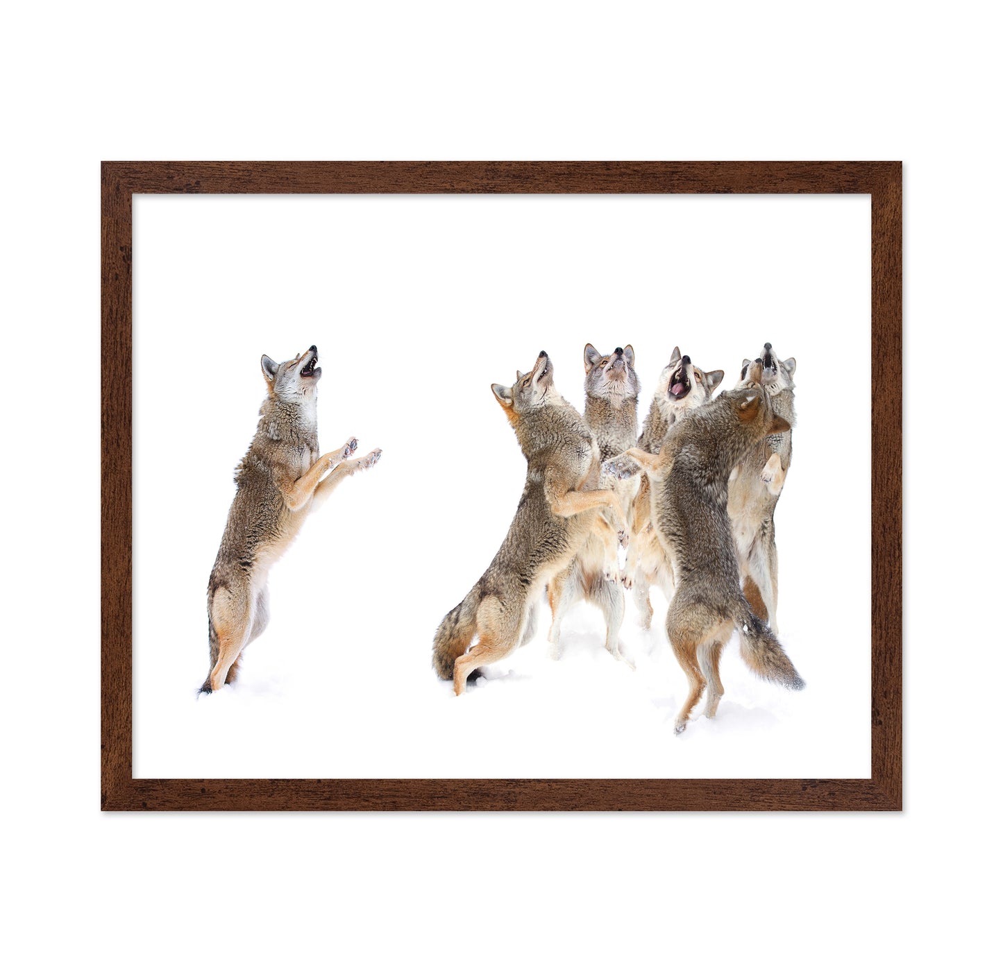The Choir - Coyotes