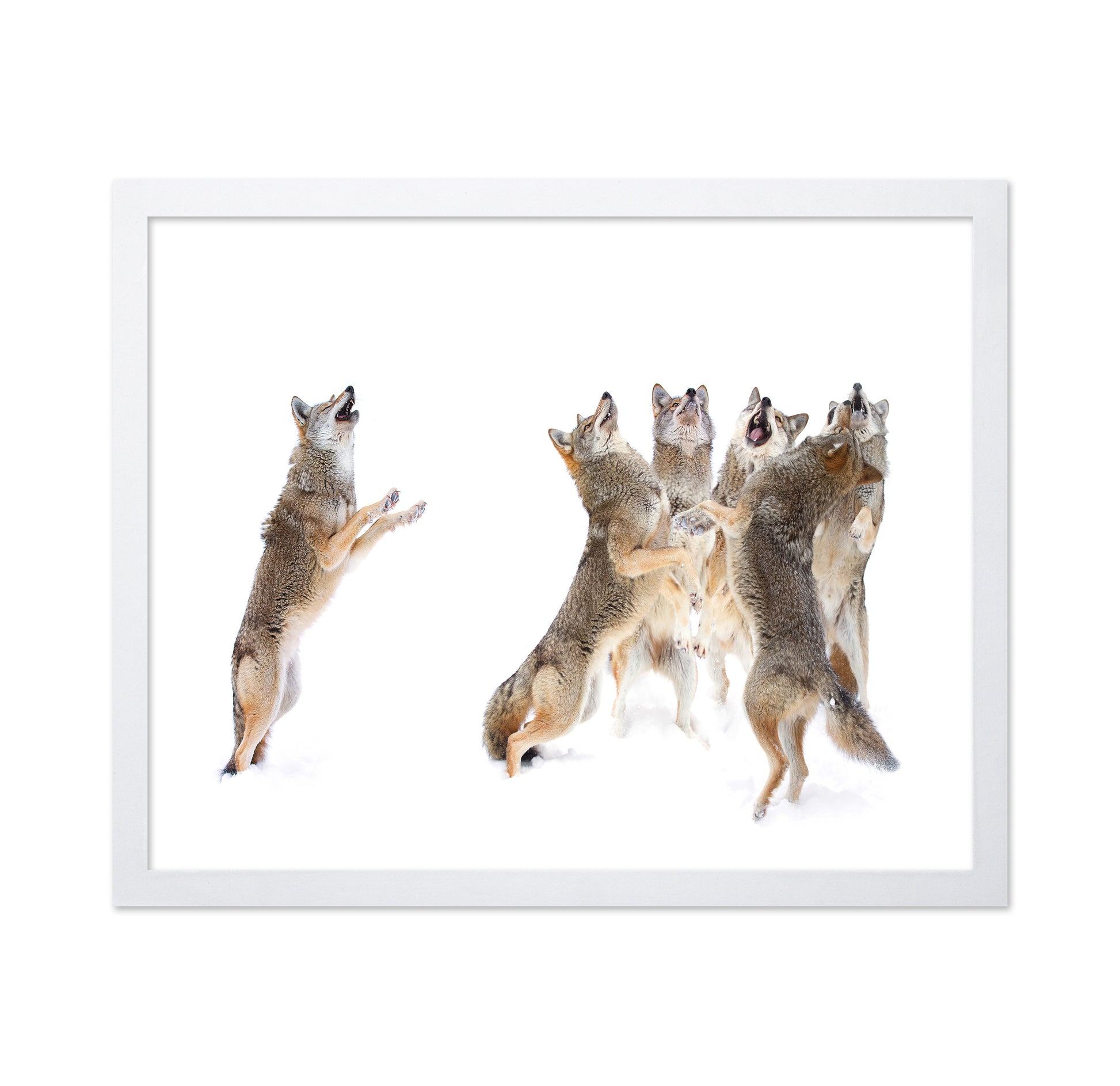 The Choir - Coyotes