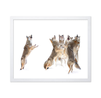 The Choir - Coyotes